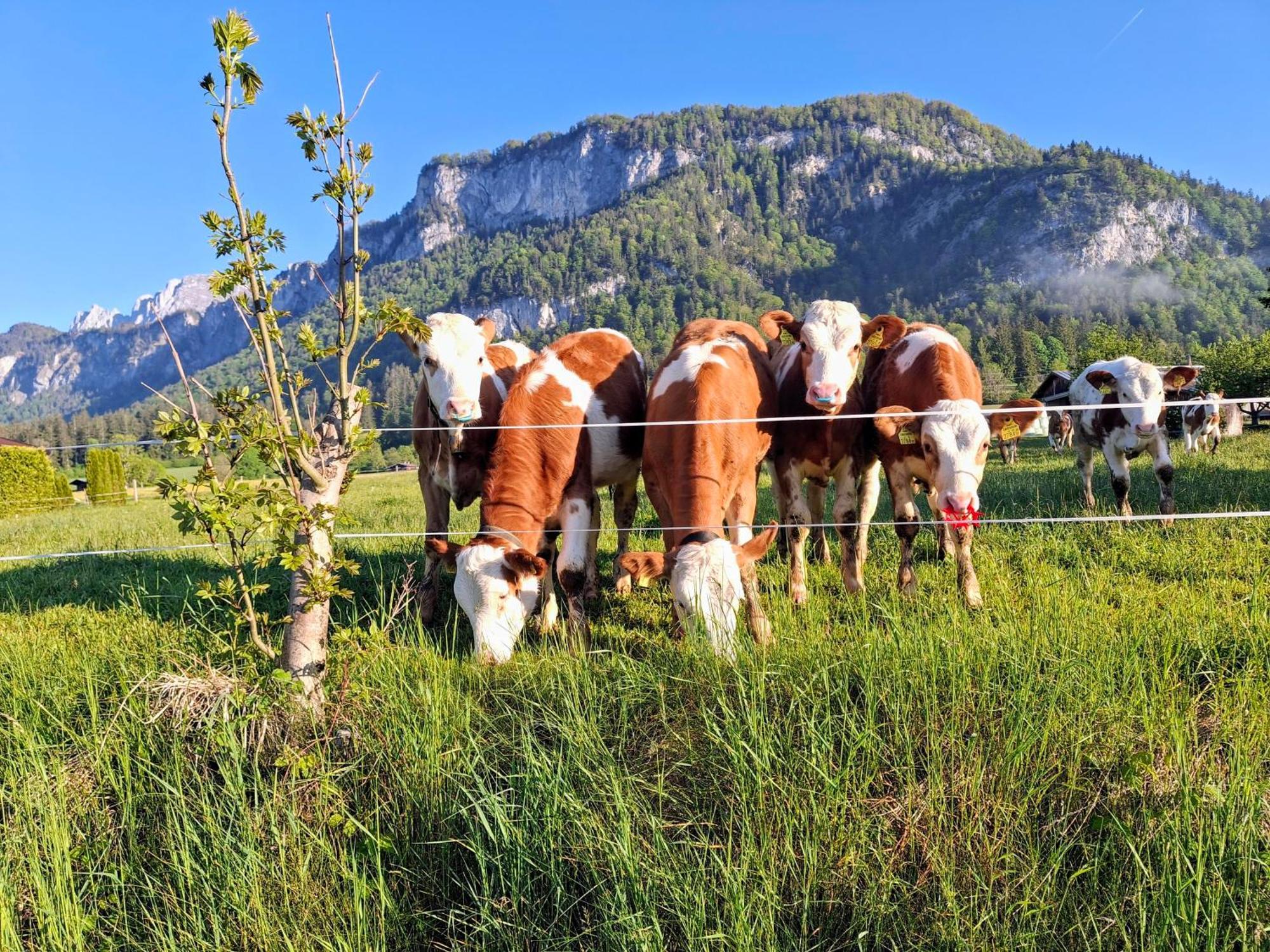 Lampererhof Sankt Johann in Tirol Exterior foto