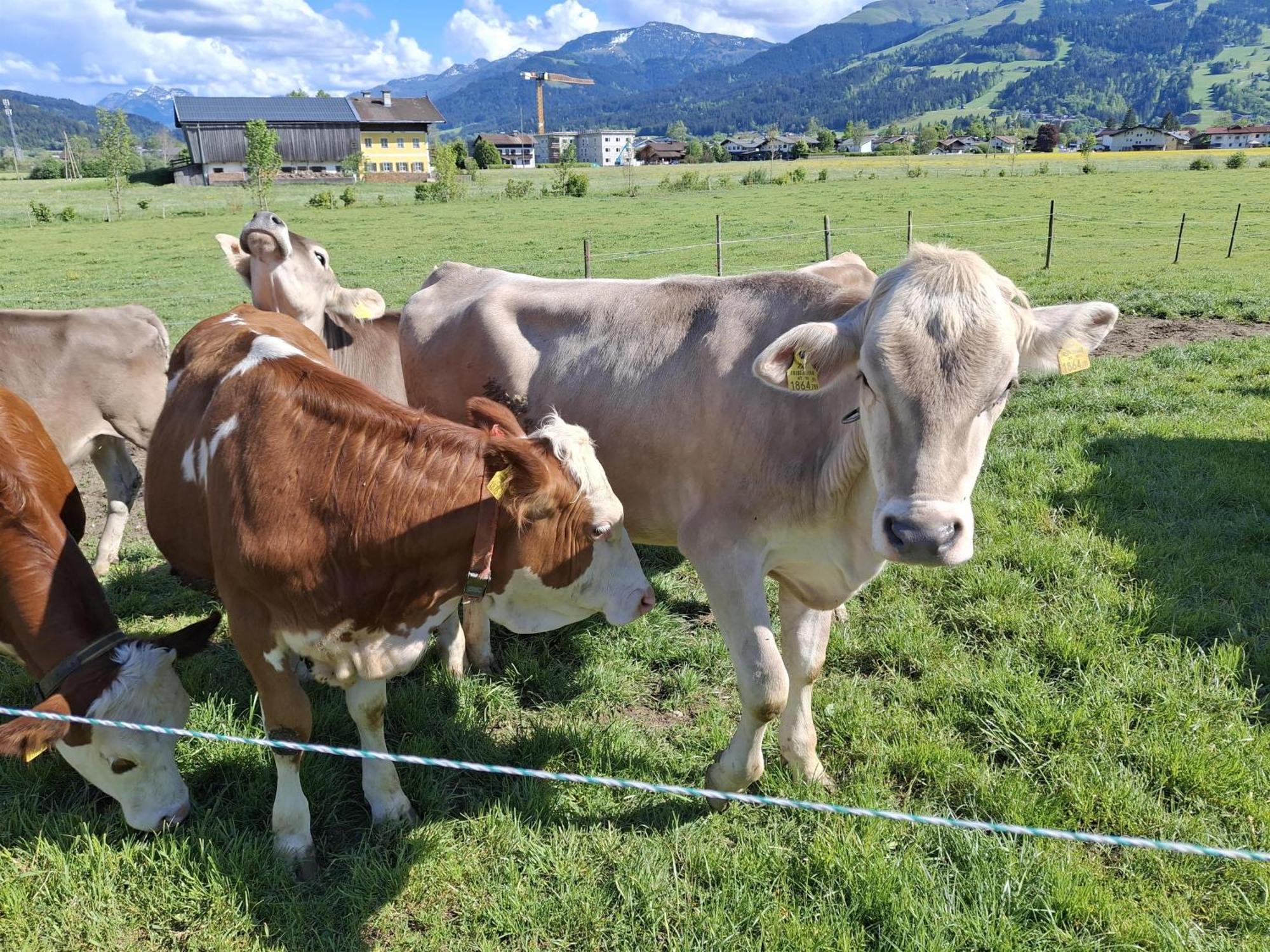 Lampererhof Sankt Johann in Tirol Exterior foto